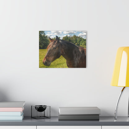 U R There Photography Brown Beauty I Rustic Farmhouse Acrylic Wall Print
