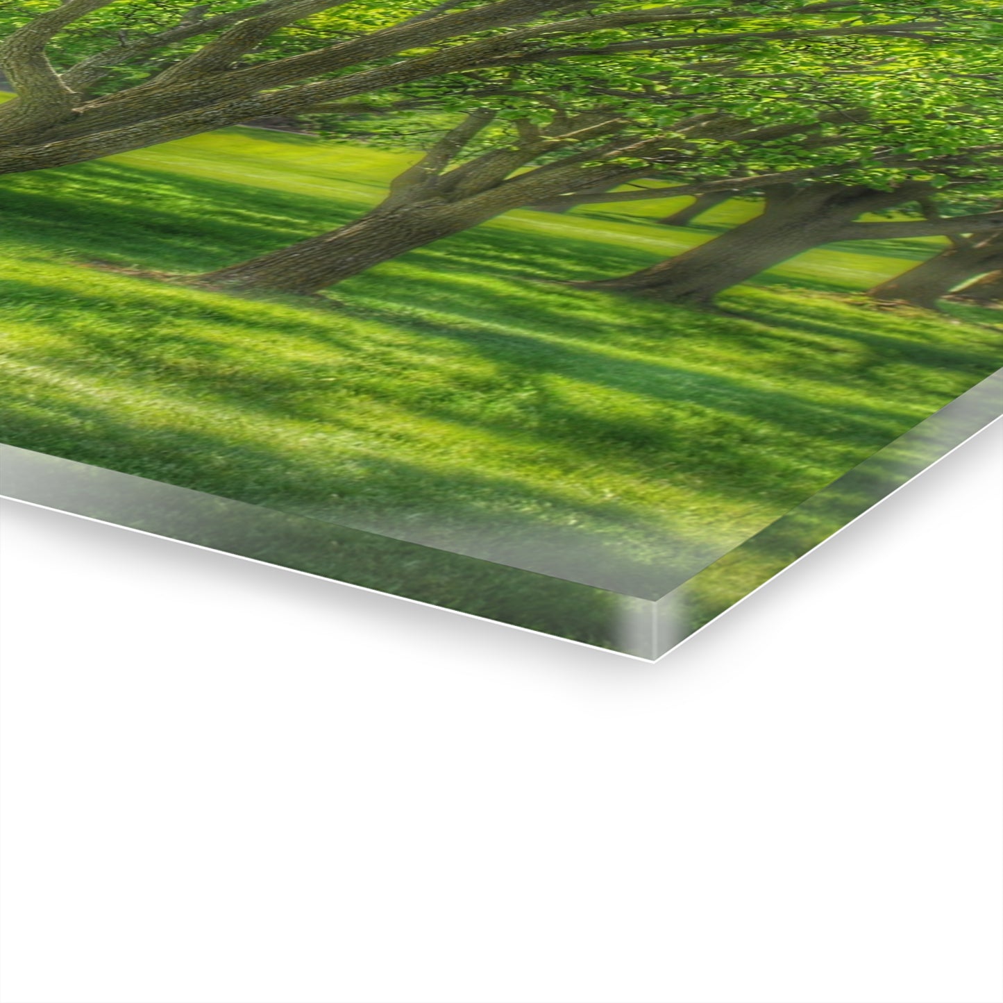 U R There Photography Spring Trees in Chartreuse Rustic Farmhouse Acrylic Wall Print