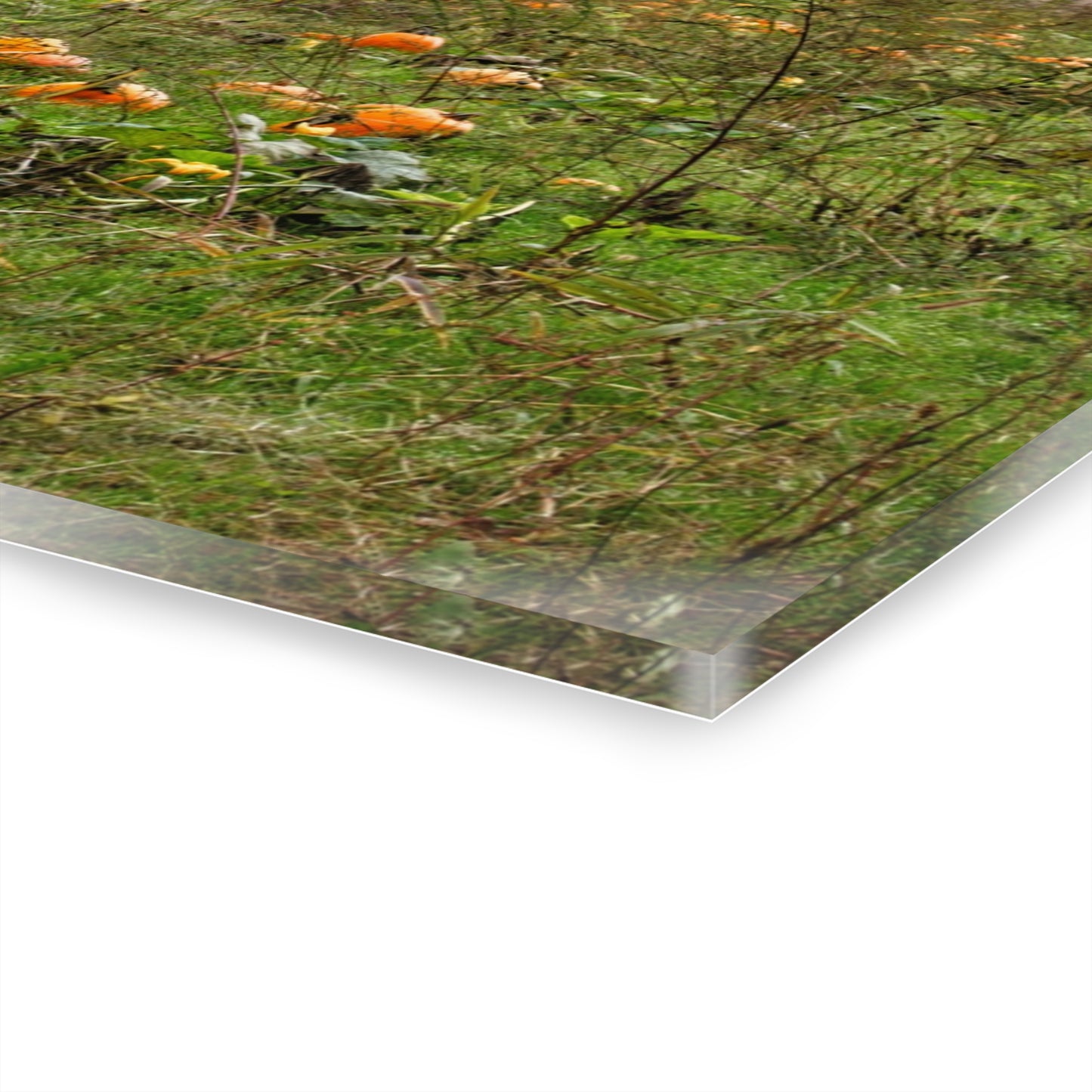 U R There Photography Once Upon a Time in a Pumpkin Patch Rustic Farmhouse Acrylic Wall Print