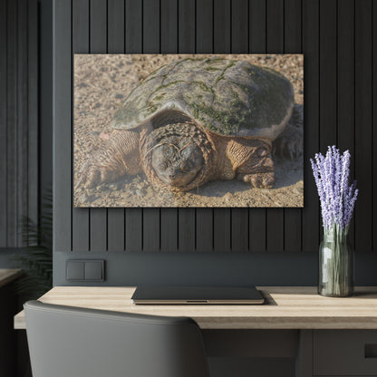 U R There Photography Fargo Road Turtle Rustic Farmhouse Acrylic Wall Print