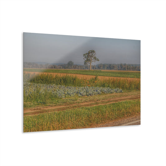 U R There Photography Cabbage and Pumpkin Patch Rustic Farmhouse Acrylic Wall Print