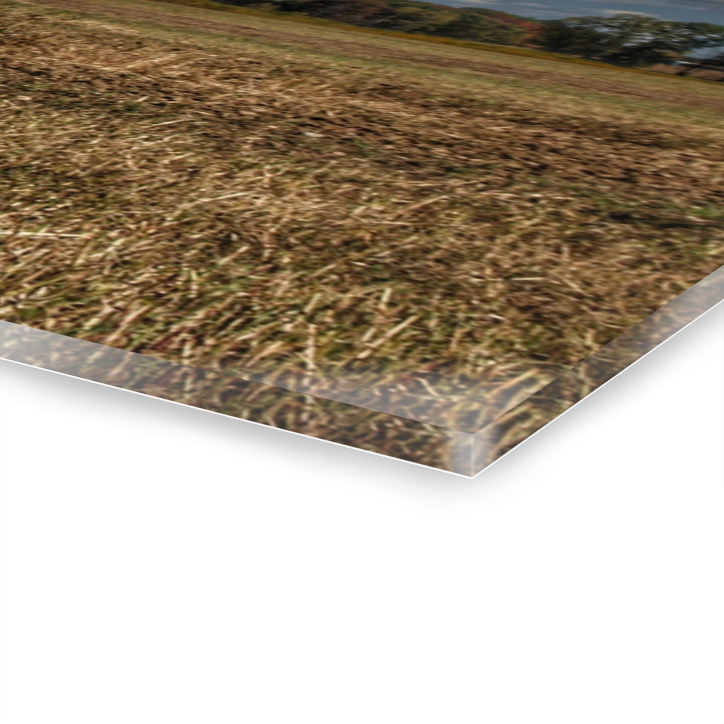 U R There Photography Freiberger Road Little Grey Shack Rustic Farmhouse Acrylic Wall Print