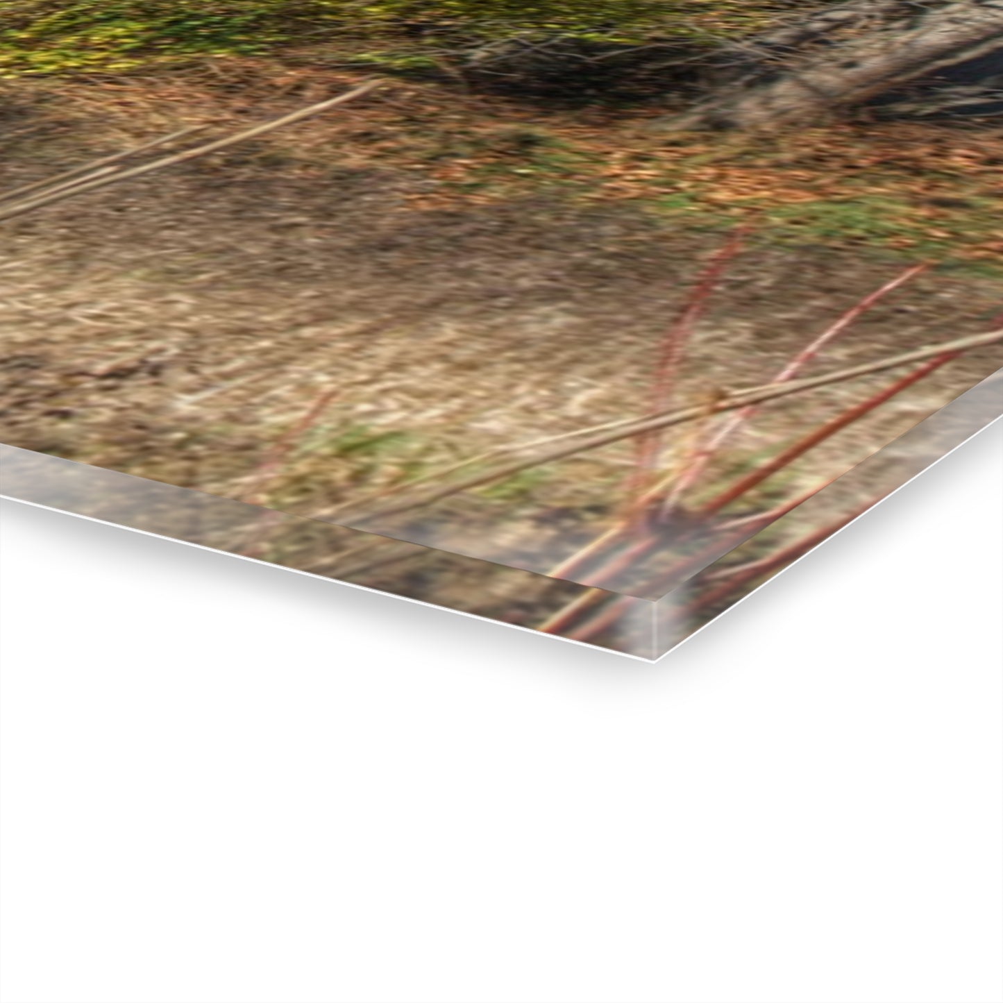 U R There Photography Hadley Red I Rustic Farmhouse Acrylic Wall Print