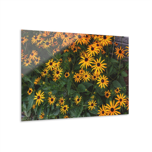 U R There Photography Black-Eyed Susan Rustic Farmhouse Acrylic Wall Print