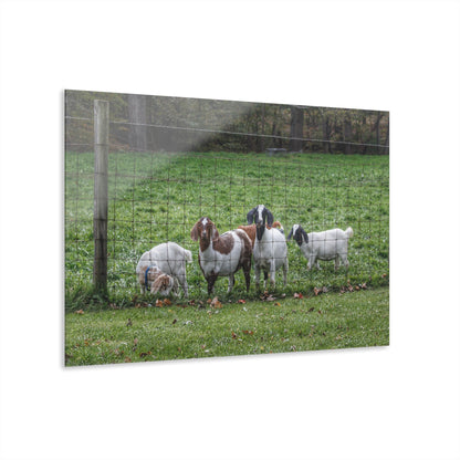 Barn Boutique Modern Farmhouse Acrylic Wall Print| Goats of Ortonville II