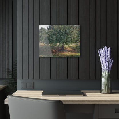 U R There Photography Frankenmuth Apple Tree Rustic Farmhouse Acrylic Wall Print