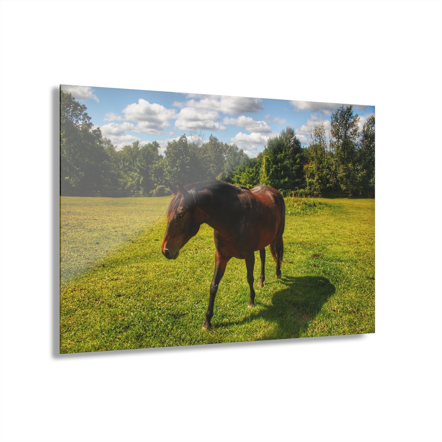 U R There Photography Brown Beauty II Rustic Farmhouse Acrylic Wall Print