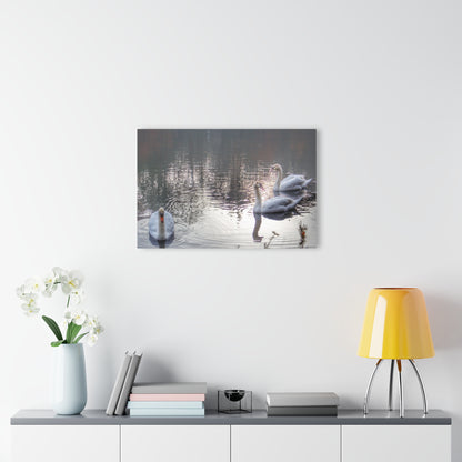 U R There Photography Swans of Duck Lake II Rustic Farmhouse Acrylic Wall Print