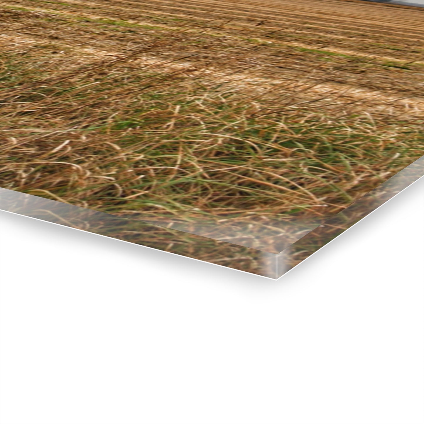 U R There Photography Freiberger Road Grey Across the Field Rustic Farmhouse Acrylic Wall Print