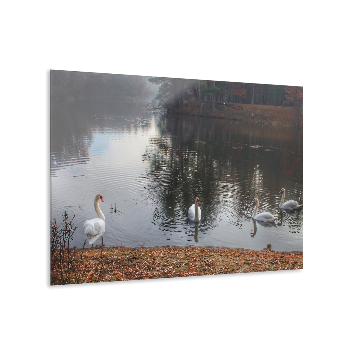 U R There Photography Swans of Duck Lake I Rustic Farmhouse Acrylic Wall Print