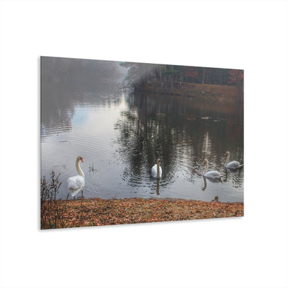 U R There Photography Swans of Duck Lake I Rustic Farmhouse Acrylic Wall Print