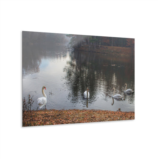 U R There Photography Swans of Duck Lake I Rustic Farmhouse Acrylic Wall Print