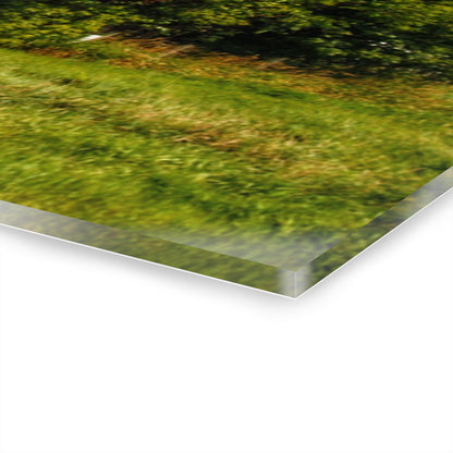 U R There Photography Hidden Red Beyond the Fence Rustic Farmhouse Acrylic Wall Print