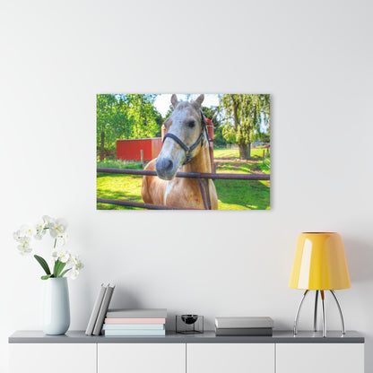 U R There Photography White Cream Mare of Hollenbeck Rustic Farmhouse Acrylic Wall Print 14 "x 11"