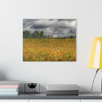 U R There Photography Golden Fields Farm Rustic Farmhouse Acrylic Wall Print