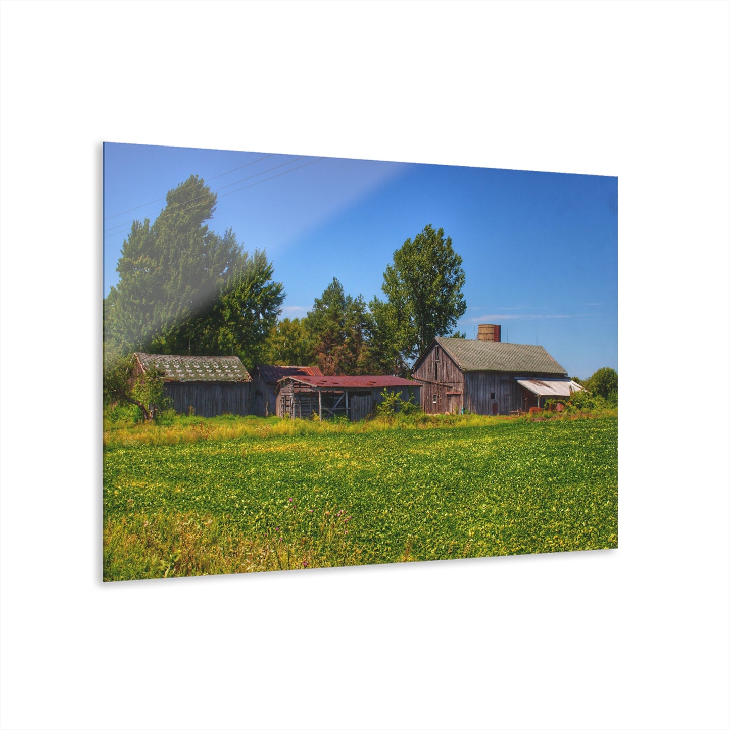 U R There Photography Birch Run Road Greys I Rustic Farmhouse Acrylic Wall Print