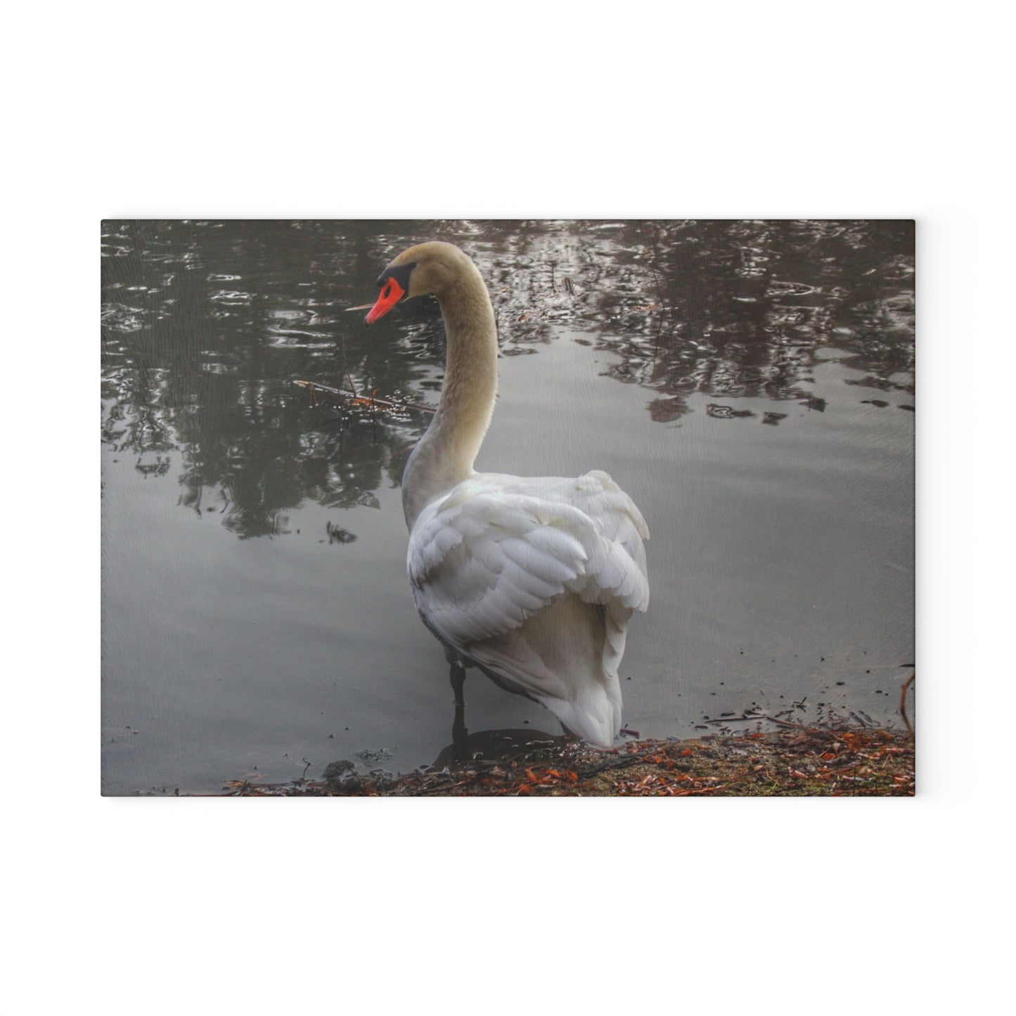 U R There Photography Swans of Duck Lake III Rustic Farmhouse Tempered-Glass Cutting Board