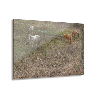 Barn Boutique Modern Farmhouse Acrylic Wall Print| Horses of Barnes Road II