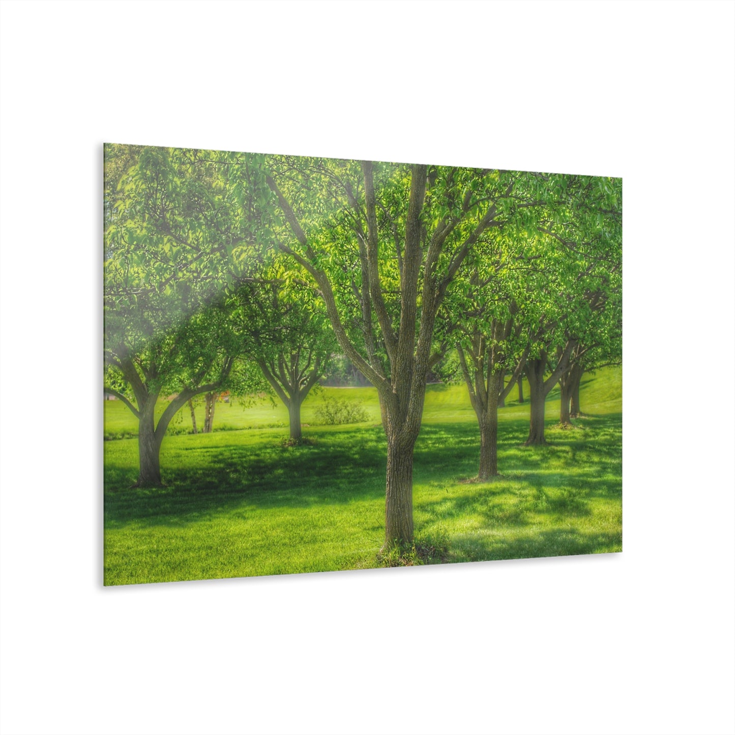 U R There Photography Spring Trees in Chartreuse Rustic Farmhouse Acrylic Wall Print