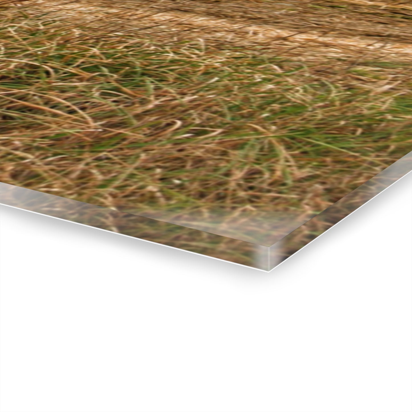 U R There Photography Freiberger Road Grey Across the Field Rustic Farmhouse Acrylic Wall Print