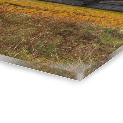 U R There Photography Fields of Golden Clover Rustic Farmhouse Acrylic Wall Print