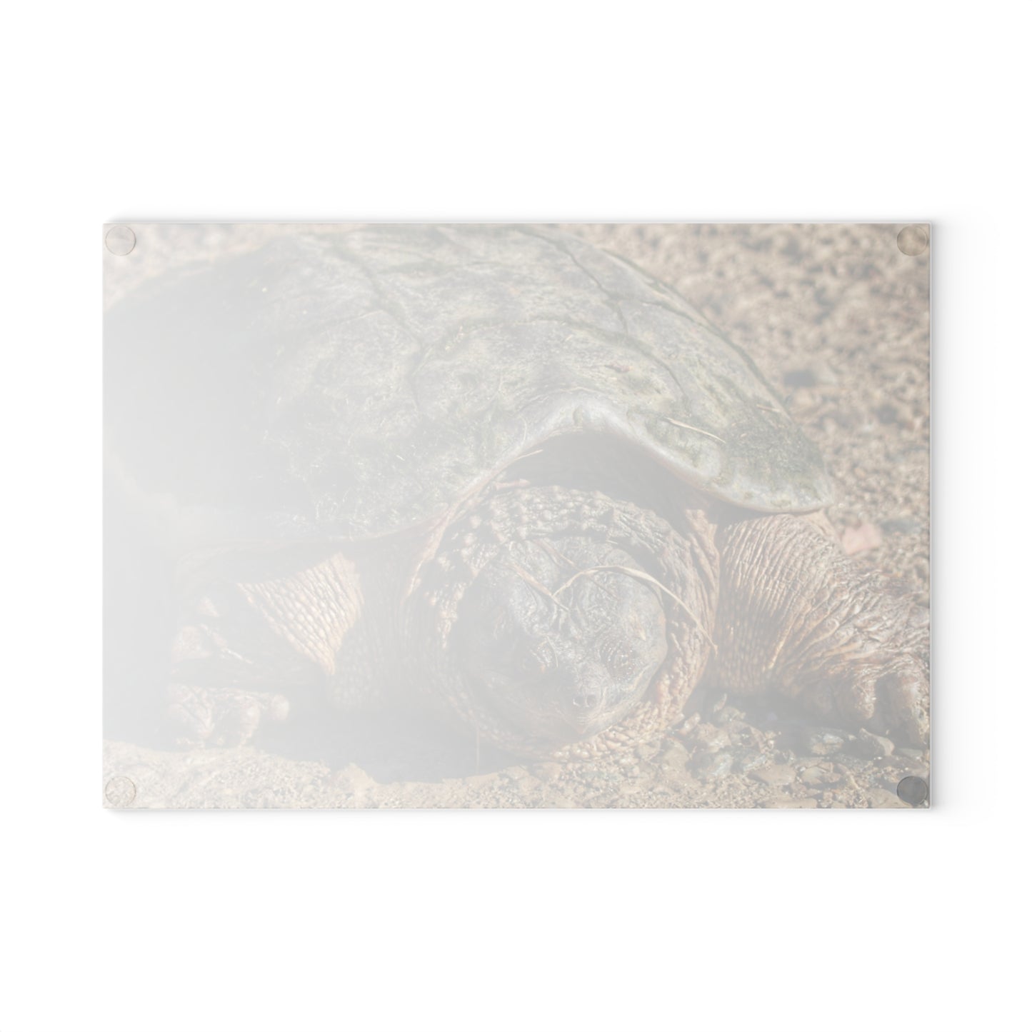 U R There Photography Fargo Road Turtle Rustic Farmhouse Tempered-Glass Cutting Board