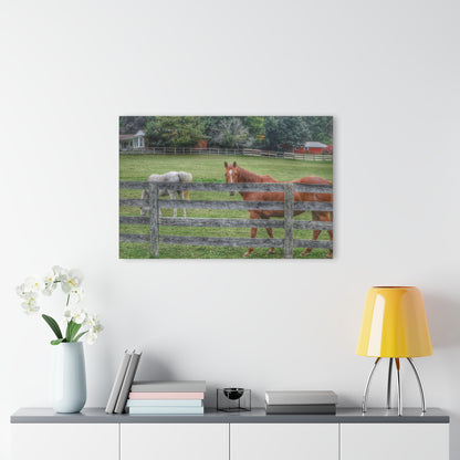 Barn Boutique Modern Farmhouse Acrylic Wall Print| Here's Looking at You