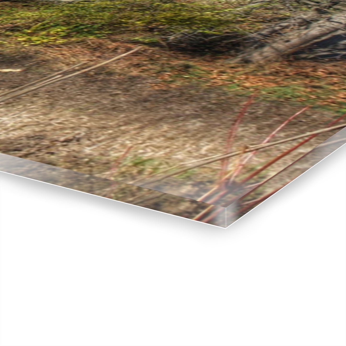 U R There Photography Hadley Red I Rustic Farmhouse Acrylic Wall Print