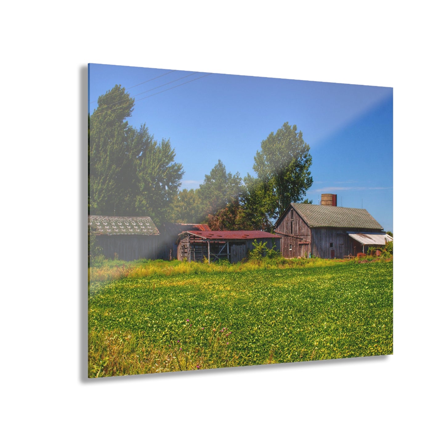 U R There Photography Birch Run Road Greys I Rustic Farmhouse Acrylic Wall Print