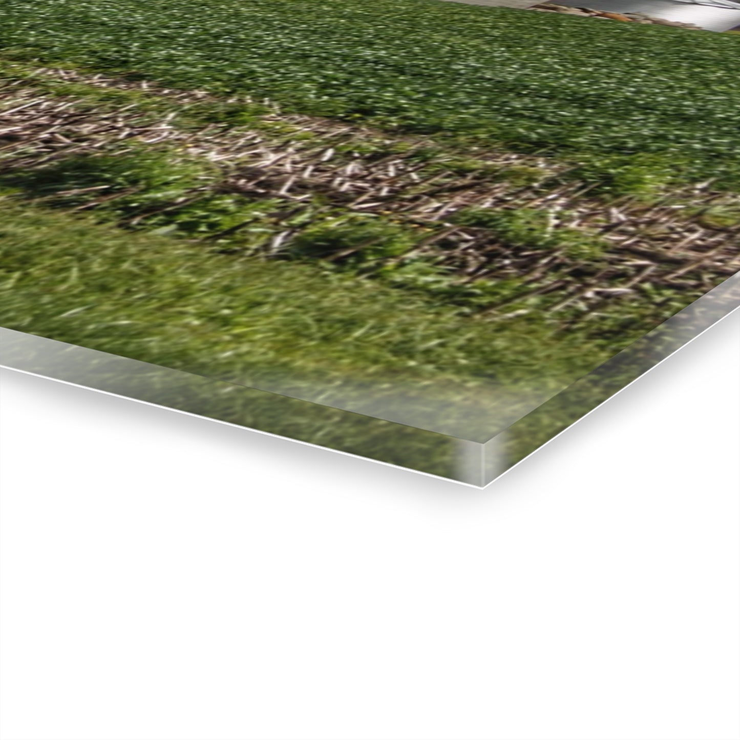 U R There Photography Haines Road Cornfield Reds Rustic Farmhouse Acrylic Wall Print