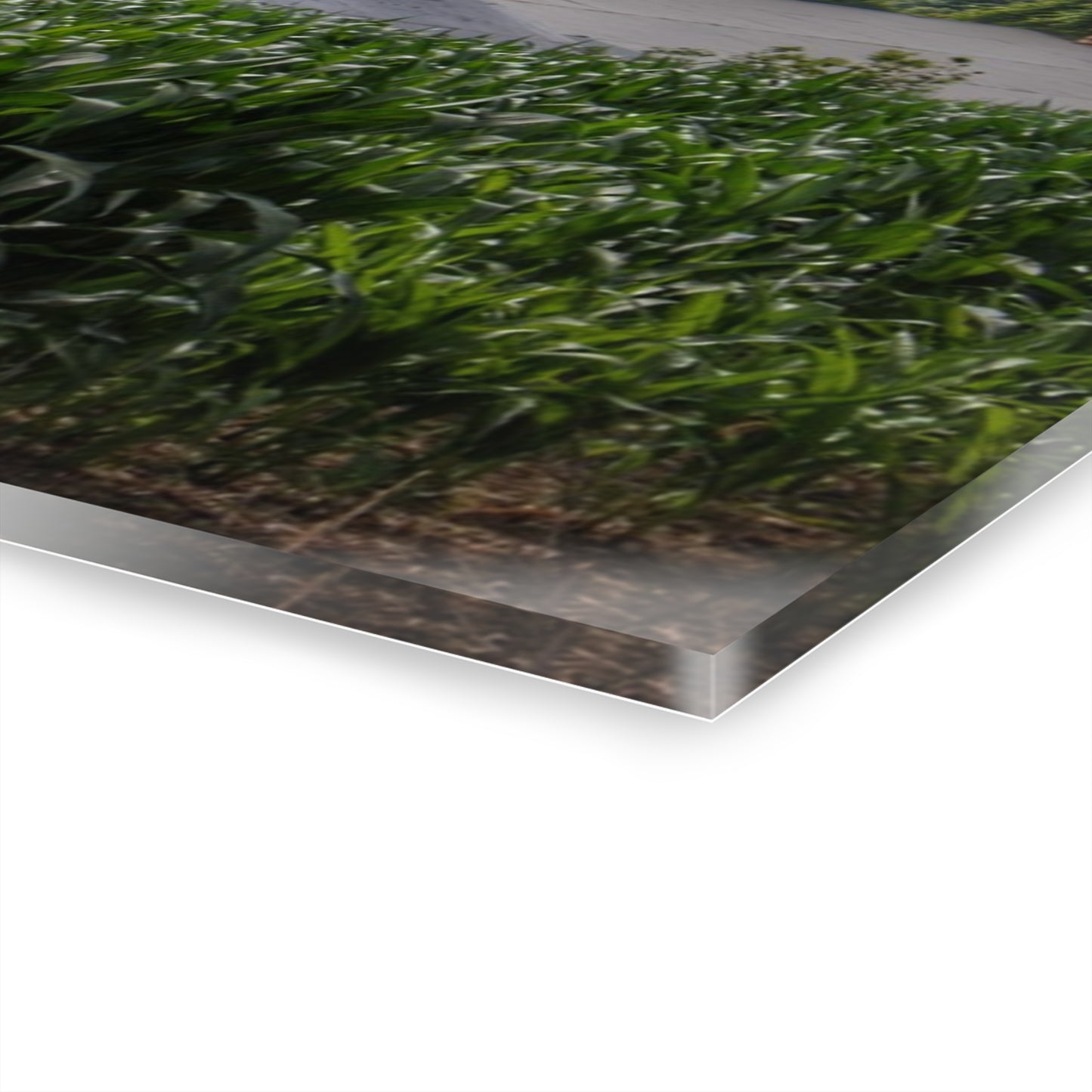 U R There Photography Above the Corn on Piersonville Road III Rustic Farmhouse Acrylic Wall Print