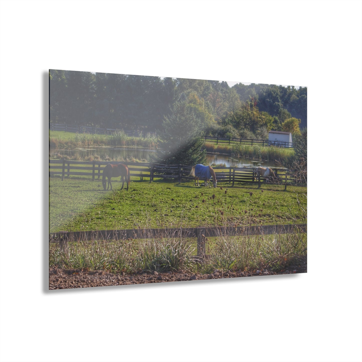 Barn Boutique Modern Farmhouse Acrylic Wall Print| Lake George Ponies