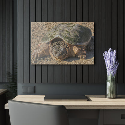 U R There Photography Fargo Road Turtle Rustic Farmhouse Acrylic Wall Print
