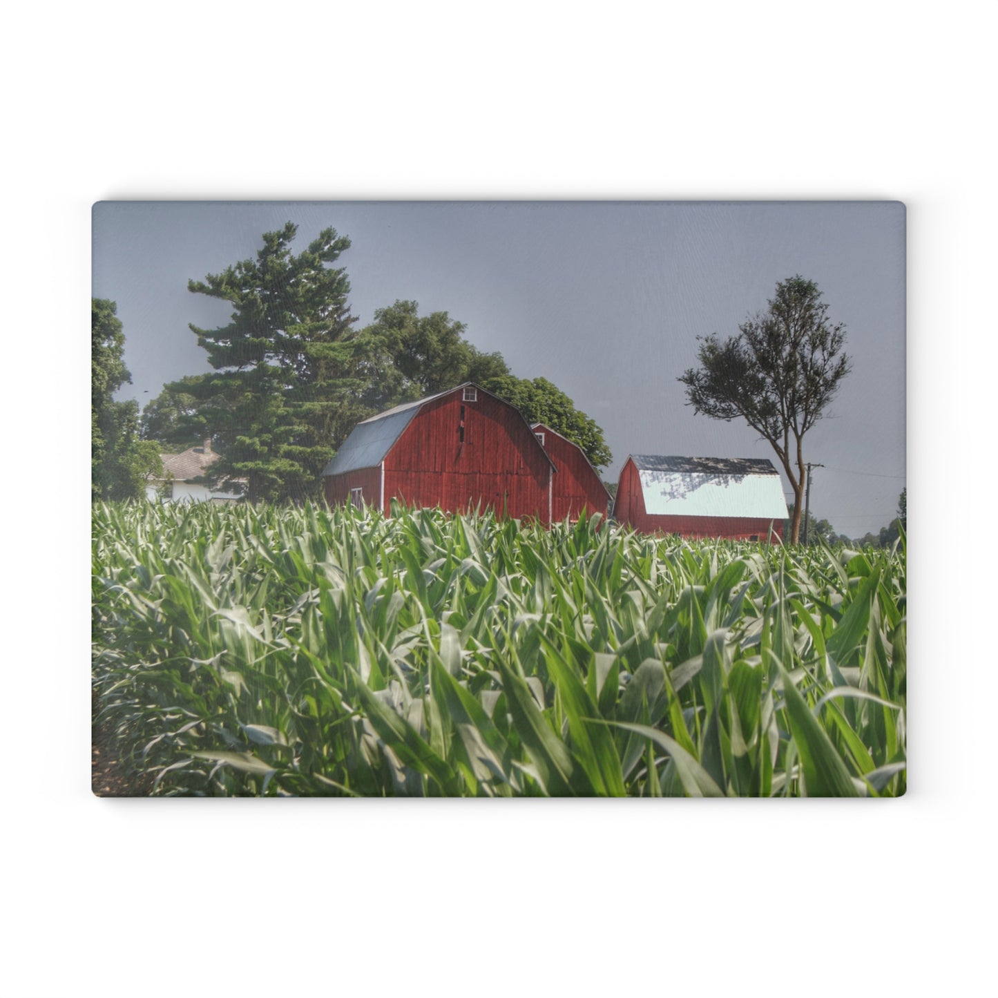 U R There Photography Shoemaker Reds Rustic Farmhouse Tempered-Glass Cutting Board