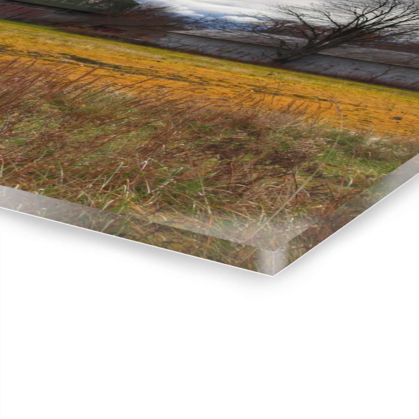 U R There Photography Fields of Golden Clover Rustic Farmhouse Acrylic Wall Print