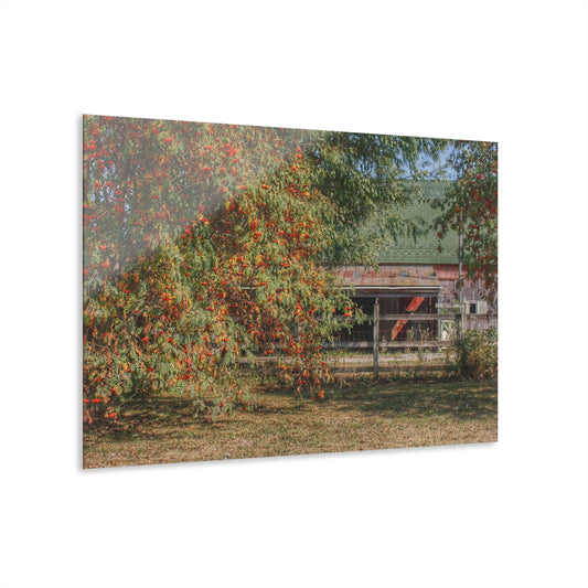 U R There Photography Farrand Road Red Coral by Flowering Tree Rustic Farmhouse Acrylic Wall Print