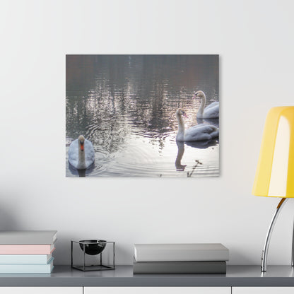 U R There Photography Swans of Duck Lake II Rustic Farmhouse Acrylic Wall Print