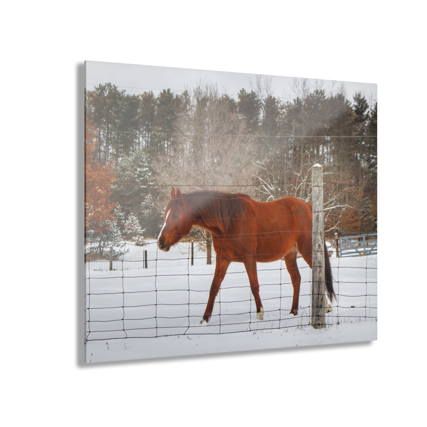 U R There Photography Roadside Chestnut Rustic Farmhouse Acrylic Wall Print