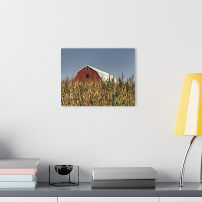 U R There Photography Beyond the Corn Rustic Farmhouse Acrylic Wall Print