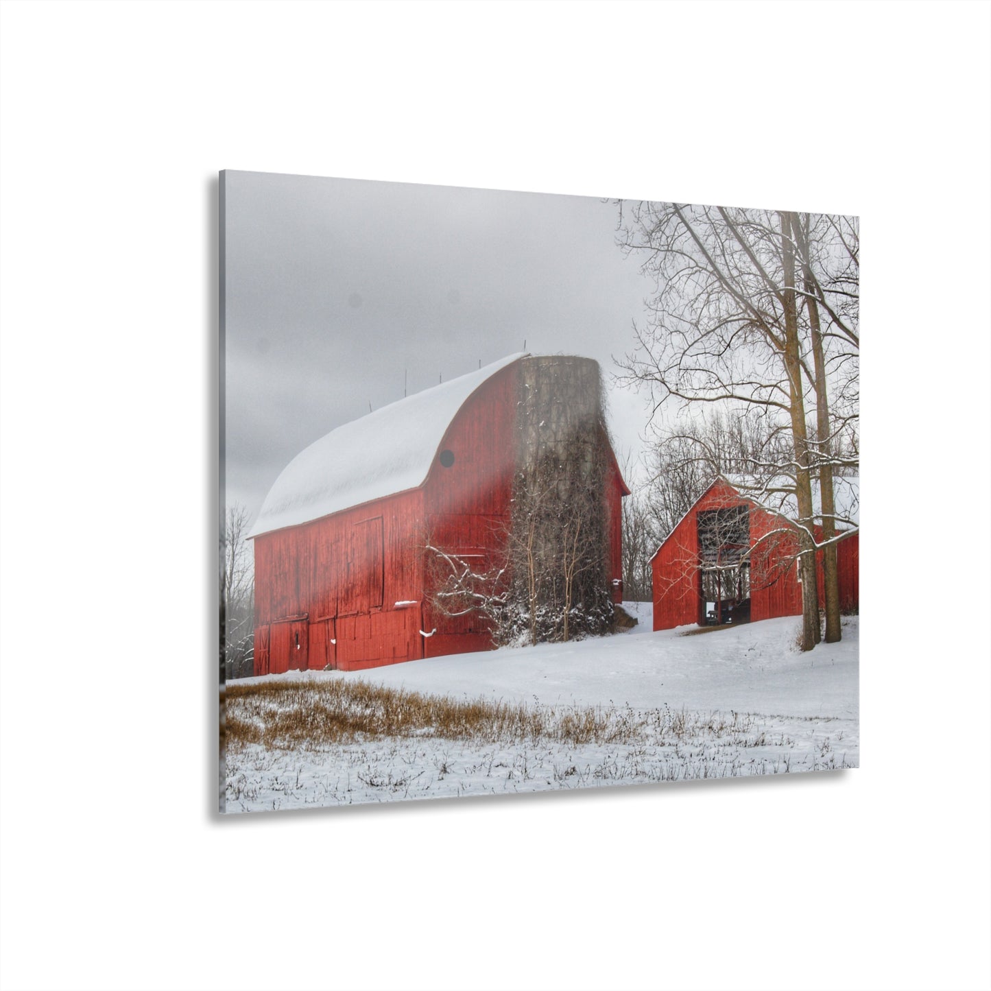 U R There Photography Catlin Reds in Winter I Rustic Farmhouse Acrylic Wall Print