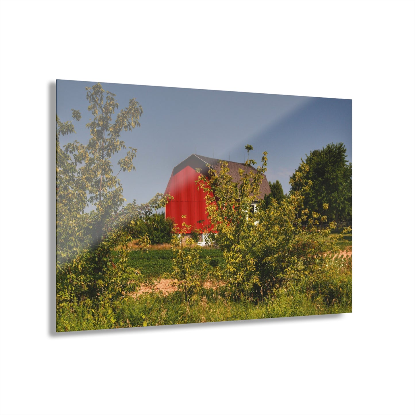 U R There Photography Beyond the Bushes Red Rustic Farmhouse Acrylic Wall Print 14 "x 11"