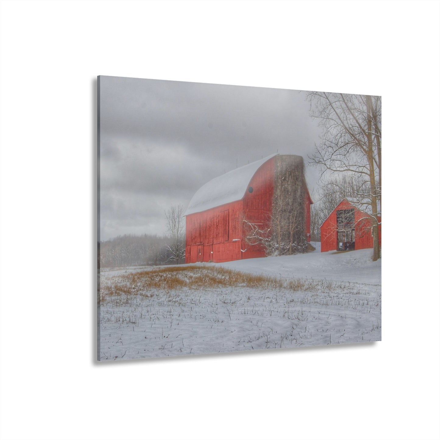 U R There Photography Catlin Reds in Winter II Rustic Farmhouse Acrylic Wall Print