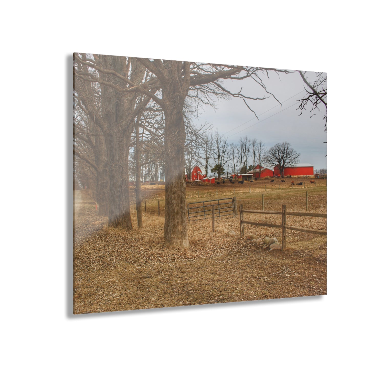 U R There Photography Wilder Road Cow Farm Rustic Farmhouse Acrylic Wall Print