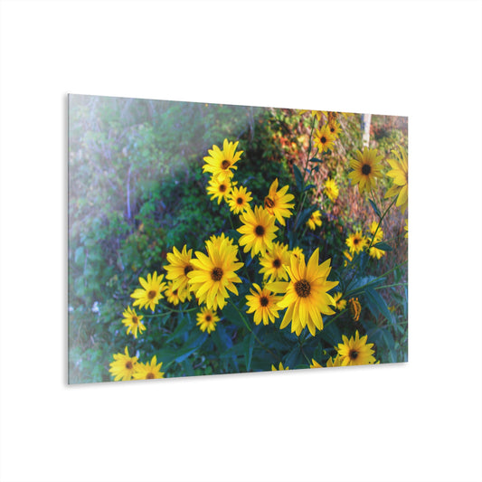 U R There Photography Bursts of Gold Rustic Farmhouse Acrylic Wall Print 14 "x 11"