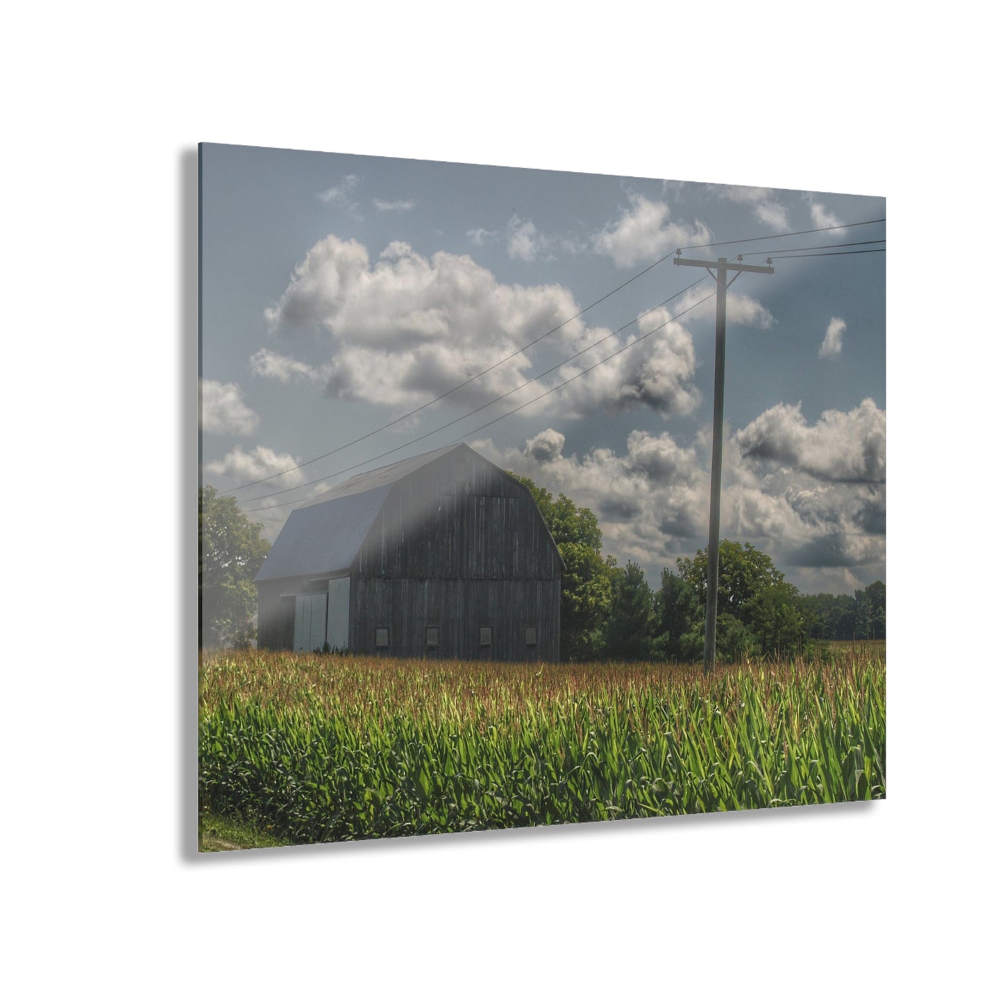 U R There Photography Grey Barn in a Cornfield Rustic Farmhouse Acrylic Wall Print