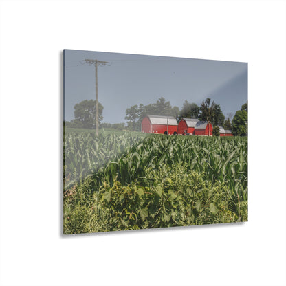 U R There Photography Shoemaker Road Reds Beyond the Corn Rustic Farmhouse Acrylic Wall Print