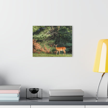 U R There Photography Mitchell Road Doe Rustic Farmhouse Acrylic Wall Print