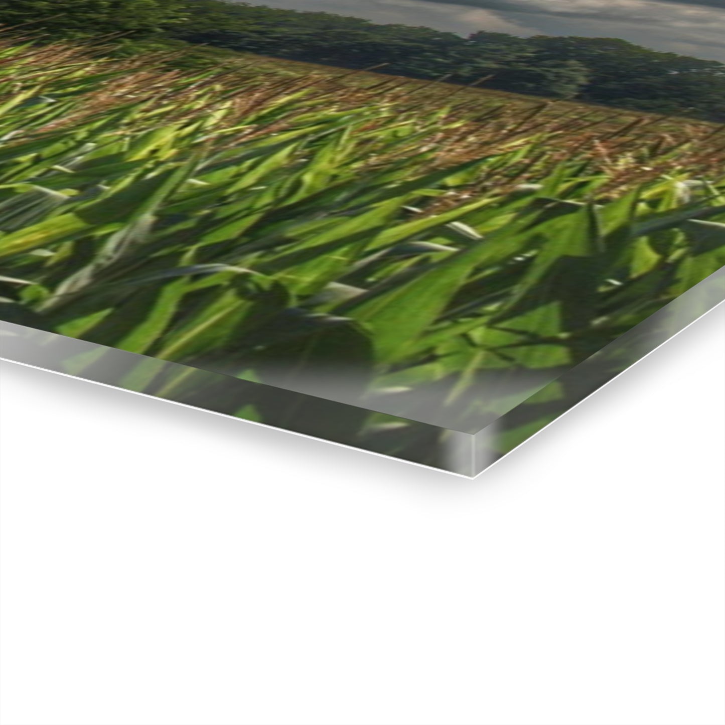 U R There Photography Grey Barn in a Cornfield Rustic Farmhouse Acrylic Wall Print