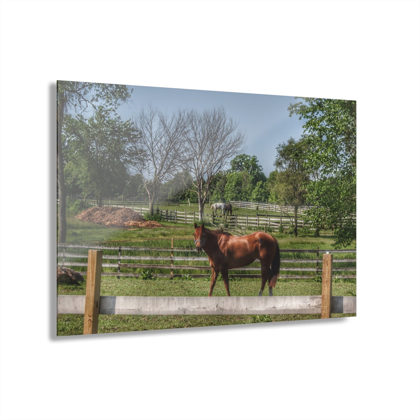 U R There Photography Summer Road Ponies Rustic Farmhouse Acrylic Wall Print