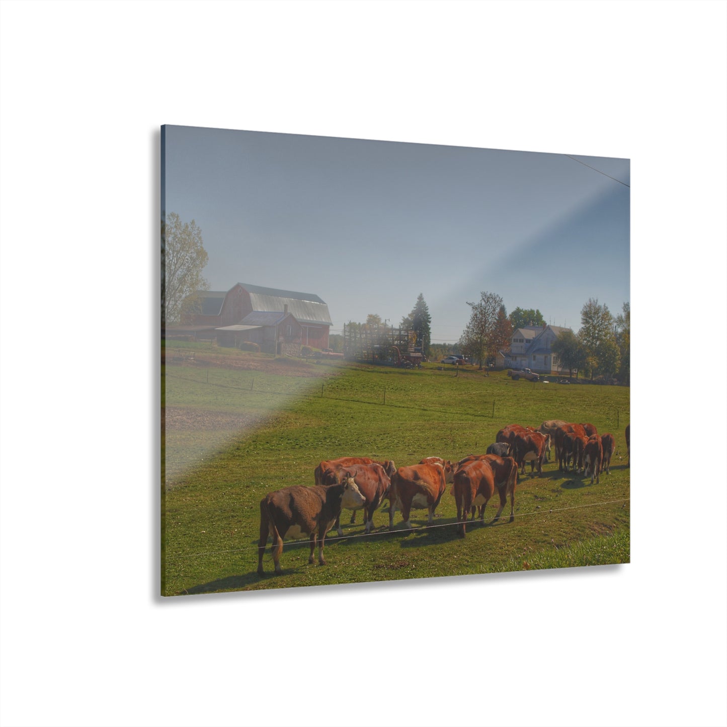 U R There Photography Plain Road Farm and Cows Rustic Farmhouse Acrylic Wall Print
